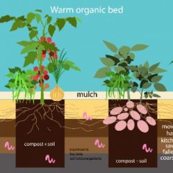 Vermicompost 25kg