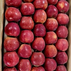 All fruit 