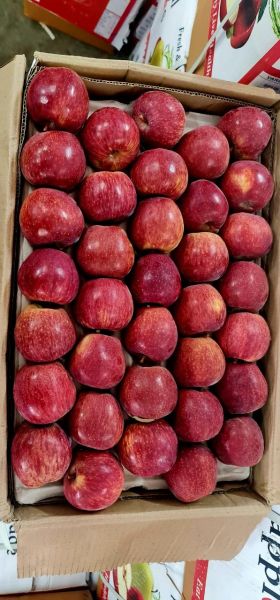 All fruit 