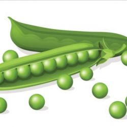 Green pea 