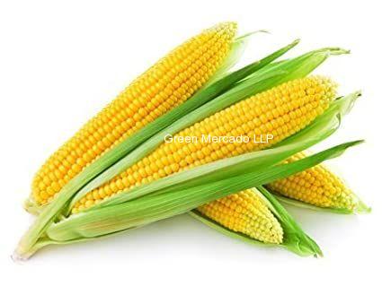 American Corn (મકાઈ)