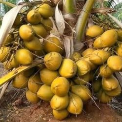 Coconut Plant 