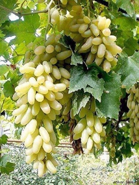 Grapes Plant 