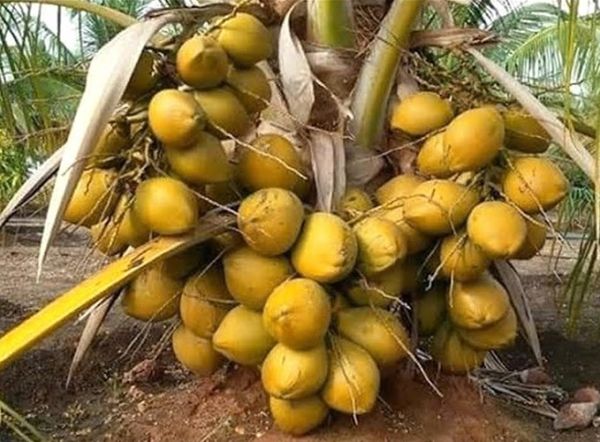 Coconut Plant 
