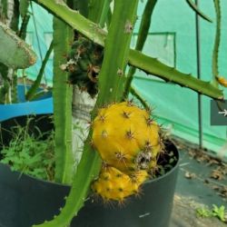 Yellow dragon fruit plant