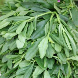 Water leaves