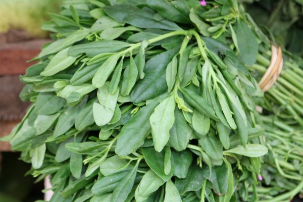 Water leaves