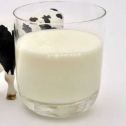 Cow milk 