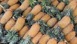 Pineapple medium 