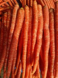 Red carrot 