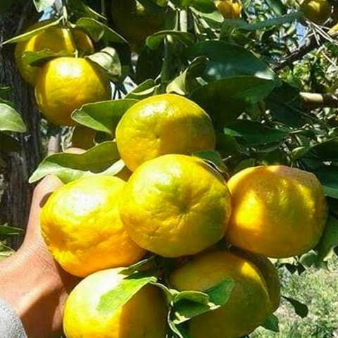 Indian Orange 