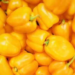  Yellow Capsicum (bell pepper)