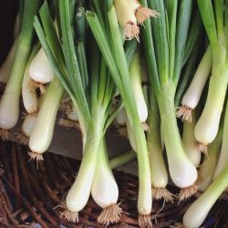 Organic Spring Onion (green onion)