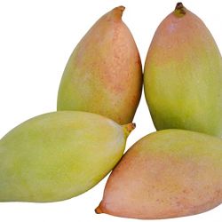 Organic Mango Totapuri 