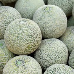 Muskmelon (cantaloupe/ shakkar teti)