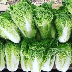Napa Cabbage (chinese cabbage)