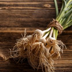 Green Garlic (spring garlic)