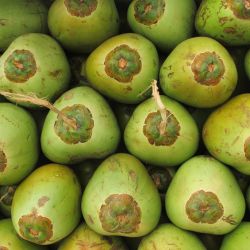 Tender  Coconut (green)