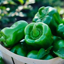 Organic Capsicum (green bell pepper)