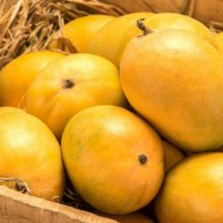 Mangoes (Alphonso) 