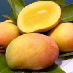 Organic Mango Rajapuri 