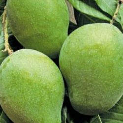 Raw Mangoes 