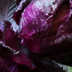 Red Cabbage (Red Brussels)