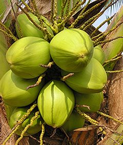 Tender  Coconut (green)