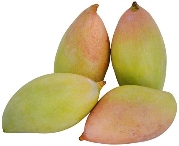 Organic Mango Totapuri 