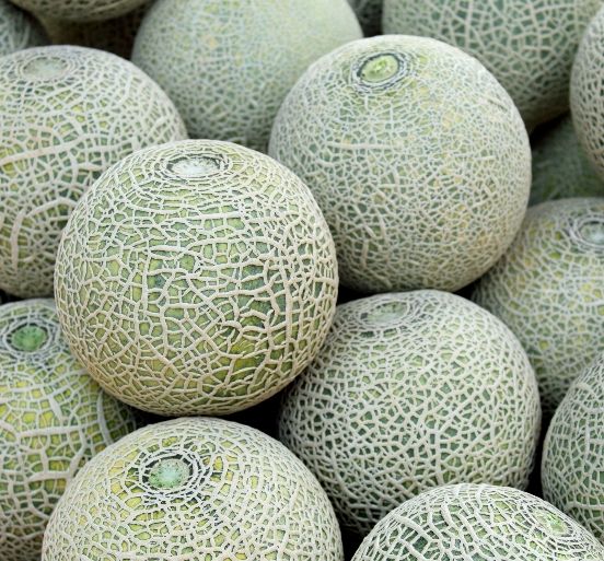 Muskmelon (cantaloupe/ shakkar teti)