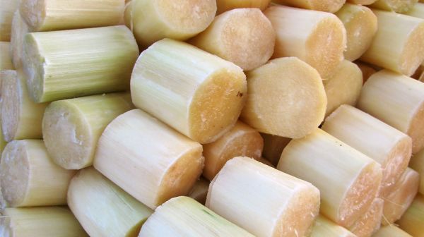 Sugarcane (peeled pieces) 