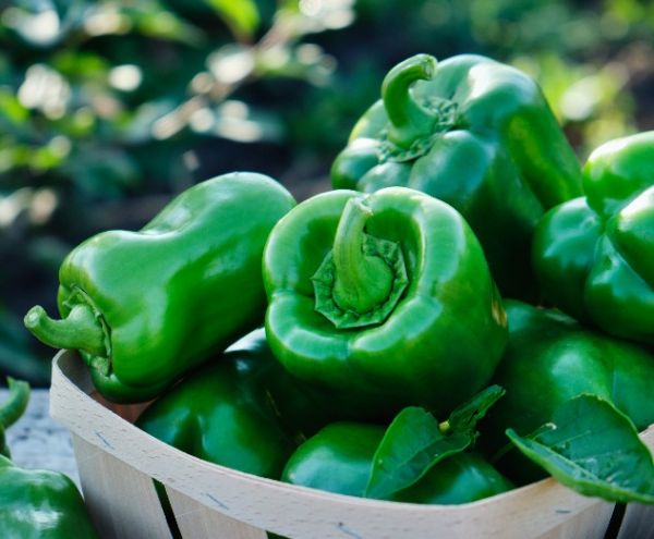 Organic Capsicum (green bell pepper)