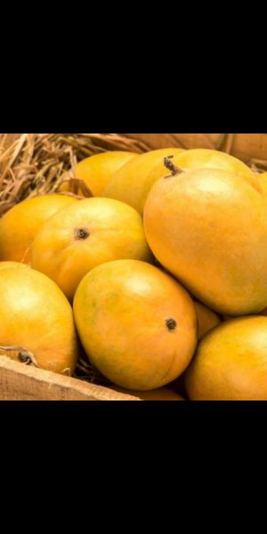 Mangoes (Alphonso) 