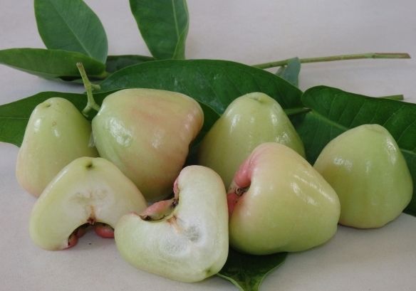 White Jamun ( Jambu/Jamb/Jammu/ Bell apple/Wax apple)
