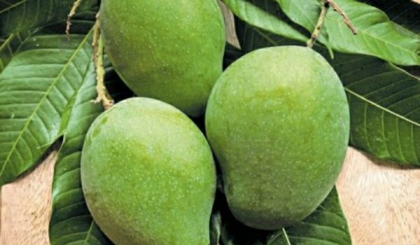 Raw Mangoes 